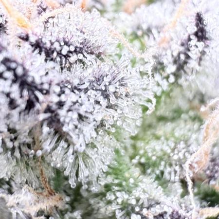 Grape Gas (Compound x Cannarado) #3