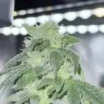 Jet Puft - The Menthol Vol. 2 - Aero #2