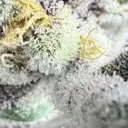 Legendary Larry (DOJA x Swamp Boys) #6
