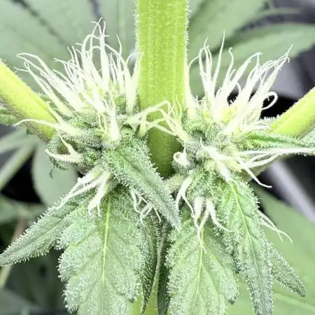 Triangle Kush X Irene - from Nspecta