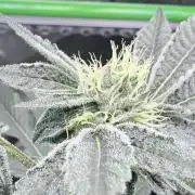 Legendary Larry (DOJA x Swamp Boys) #5
