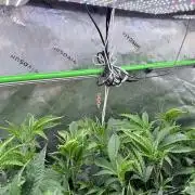Legendary Larry (DOJA x Swamp Boys) #9