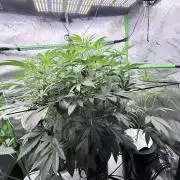 Legendary Larry (DOJA x Swamp Boys) #7