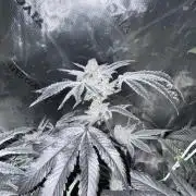 Legendary Larry (DOJA x Swamp Boys) #3