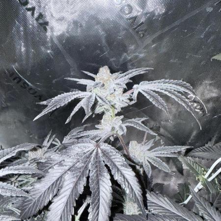 Legendary Larry (DOJA x Swamp Boys) #3