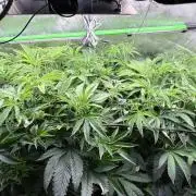Legendary Larry (DOJA x Swamp Boys) #9