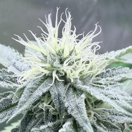 Legendary Larry (DOJA x Swamp Boys)