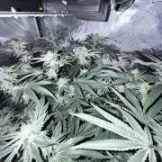 Legendary Larry (DOJA x Swamp Boys) #6