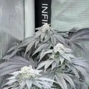 Grape Gas (Compound x Cannarado) #2