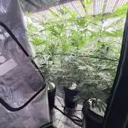 Grape Gas (Compound x Cannarado) #3