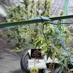 Moonrock Auto - custom RDWC