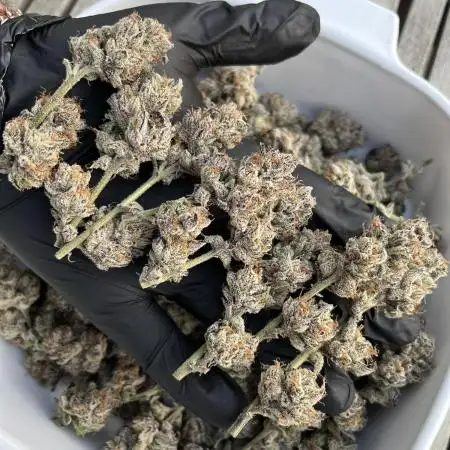 Cadillac RainbowZ  - PUREMICHIGAN line - 8 Hour Photoperiod Proof of Concept