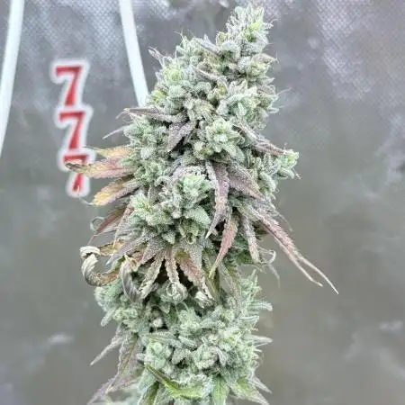 Jet Puft (S1) - testing run