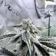 Grape Gas (Compound x Cannarado) #3