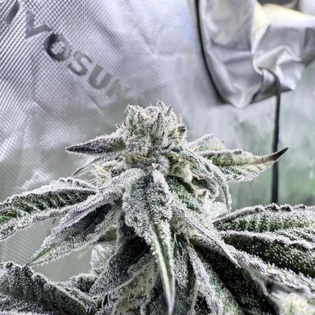 Grape Gas (Compound x Cannarado) #3