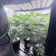 Grape Gas (Compound x Cannarado) #3