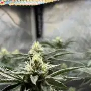 Legendary Larry (DOJA x Swamp Boys) #4