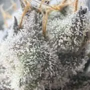 Legendary Larry (DOJA x Swamp Boys) #8
