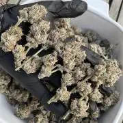 Cadillac RainbowZ  - PUREMICHIGAN line - 8 Hour Photoperiod Proof of Concept