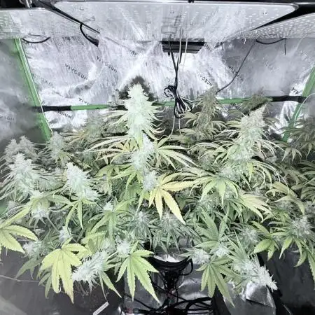Jet Puft - The Menthol Vol. 2 - RDWC #3