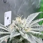 Legendary Larry (DOJA x Swamp Boys) #5