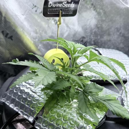 Moonrock Autoflower - custom RDWC