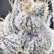 Legendary Larry (DOJA x Swamp Boys) #5
