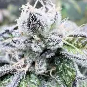 Grape Gas (Compound x Cannarado) #3