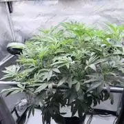 Legendary Larry (DOJA x Swamp Boys) #6