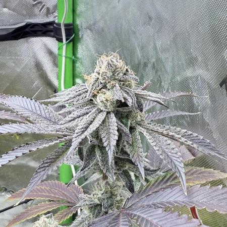 Grape Gas (Compound x Cannarado)