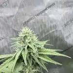 Jet Puft - The Menthol Vol. 2 - RDWC #4