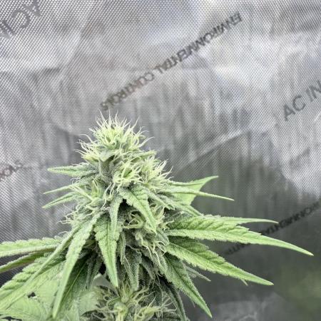 Jet Puft - The Menthol Vol. 2 - RDWC #4