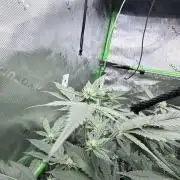 Legendary Larry (DOJA x Swamp Boys) #5
