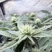Legendary Larry (DOJA x Swamp Boys) #4