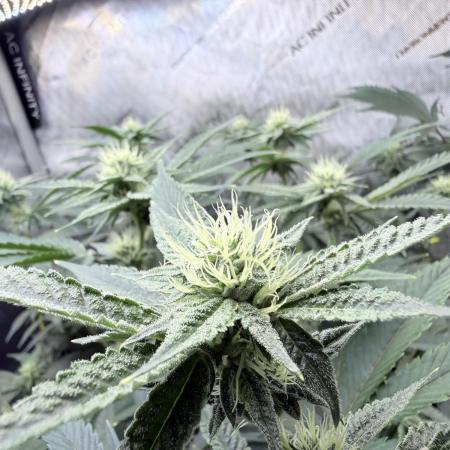 Legendary Larry (DOJA x Swamp Boys) #4