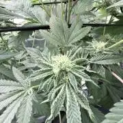 Legendary Larry (DOJA x Swamp Boys)