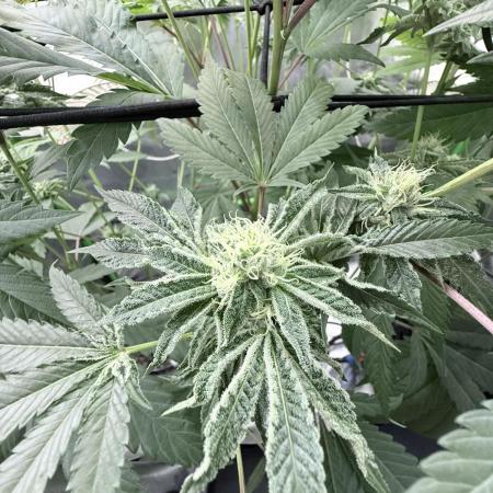 Legendary Larry (DOJA x Swamp Boys)