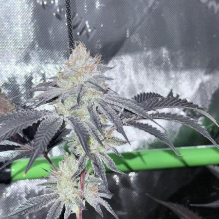 Legendary Larry (DOJA x Swamp Boys)