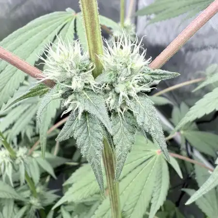Triangle Kush X Irene - from Nspecta