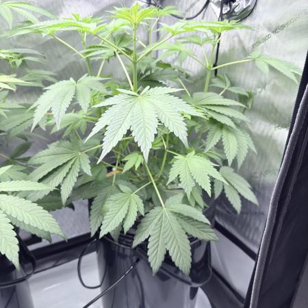 Triangle Kush X Irene - from Nspecta