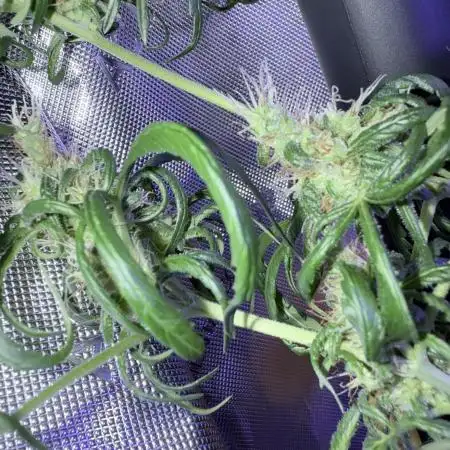 Zkittlez X Moonbow - Aeroponic
