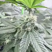 Grape Gas (Compound x Cannarado)