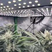 Legendary Larry (DOJA x Swamp Boys) #7