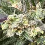 Jet Puft - The Menthol Vol. 2 - S1 Run
