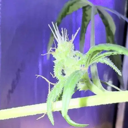 Zkittlez X Moonbow - Aeroponic