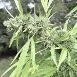 Farmer's Market Clone - Outdoor