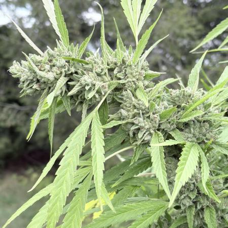 Farmer's Market Clone - Outdoor