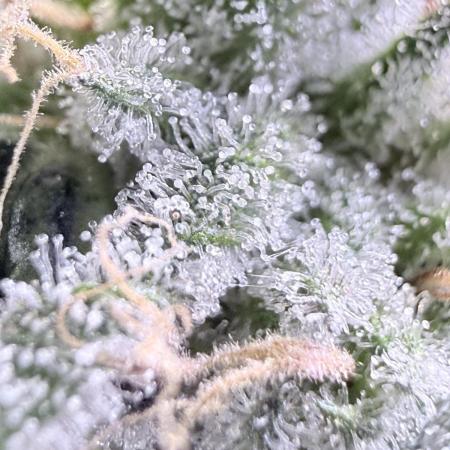Grape Gas (Compound x Cannarado) #4