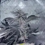 Legendary Larry (DOJA x Swamp Boys) #6
