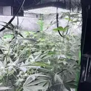 Grape Gas (Compound x Cannarado) #4